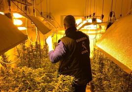 La Guardia Civil ha desmantelado cinco centros de producción de marihuana en distintas localidades.