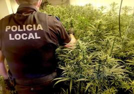 Agente de la Policía Local, ante las plantas en avanzado estado de crecimiento.