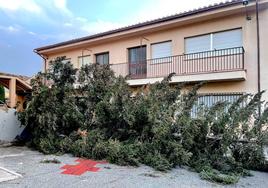 Uno los árboles arrancados por las fuertes rachas de viento.