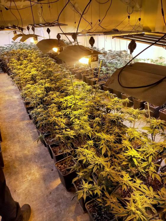 Marihuana en Huétor Vega: desmanteladas cuatro plantaciones en las últimas semanas
