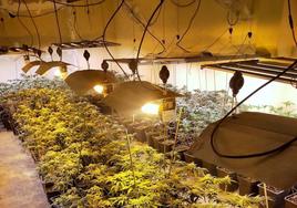 Importante plantación de marihuana en una vivienda del municipio.