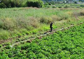 Imagen de la vega de Huétor Vega.