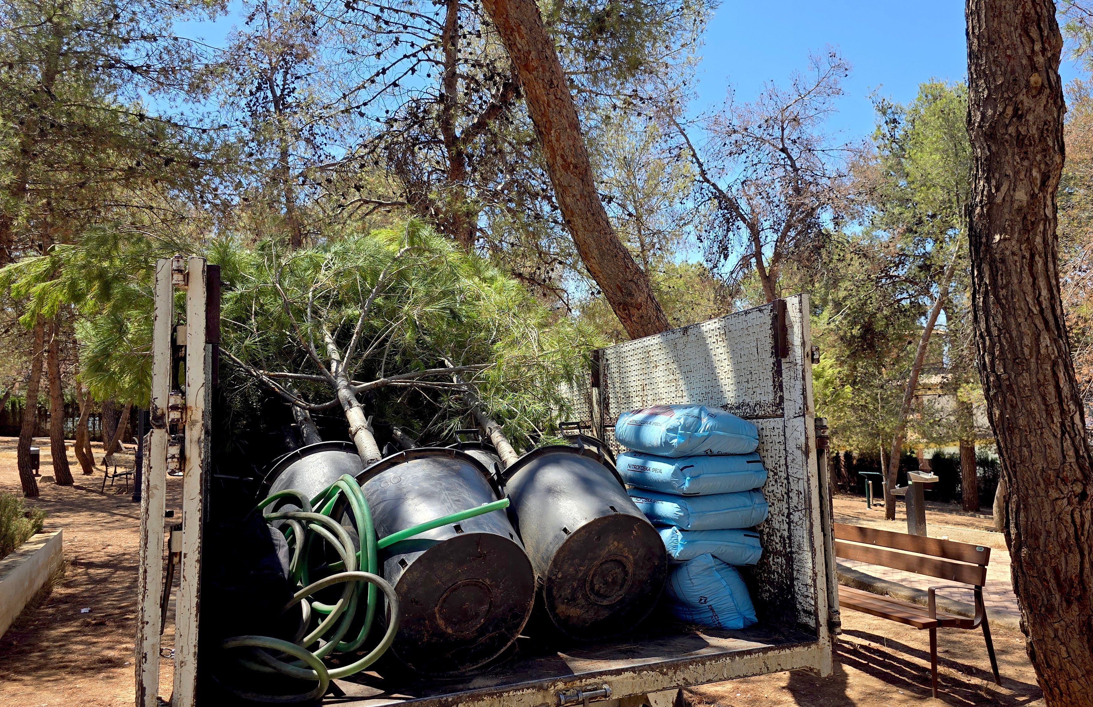 Los nuevos ejemplares tienen unos 2,5 metros de altura y con cuatro años de edad.
