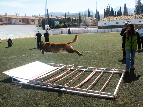 Los perros más listos llegaron a Huétor Vega por la Copa de España de Mondioring