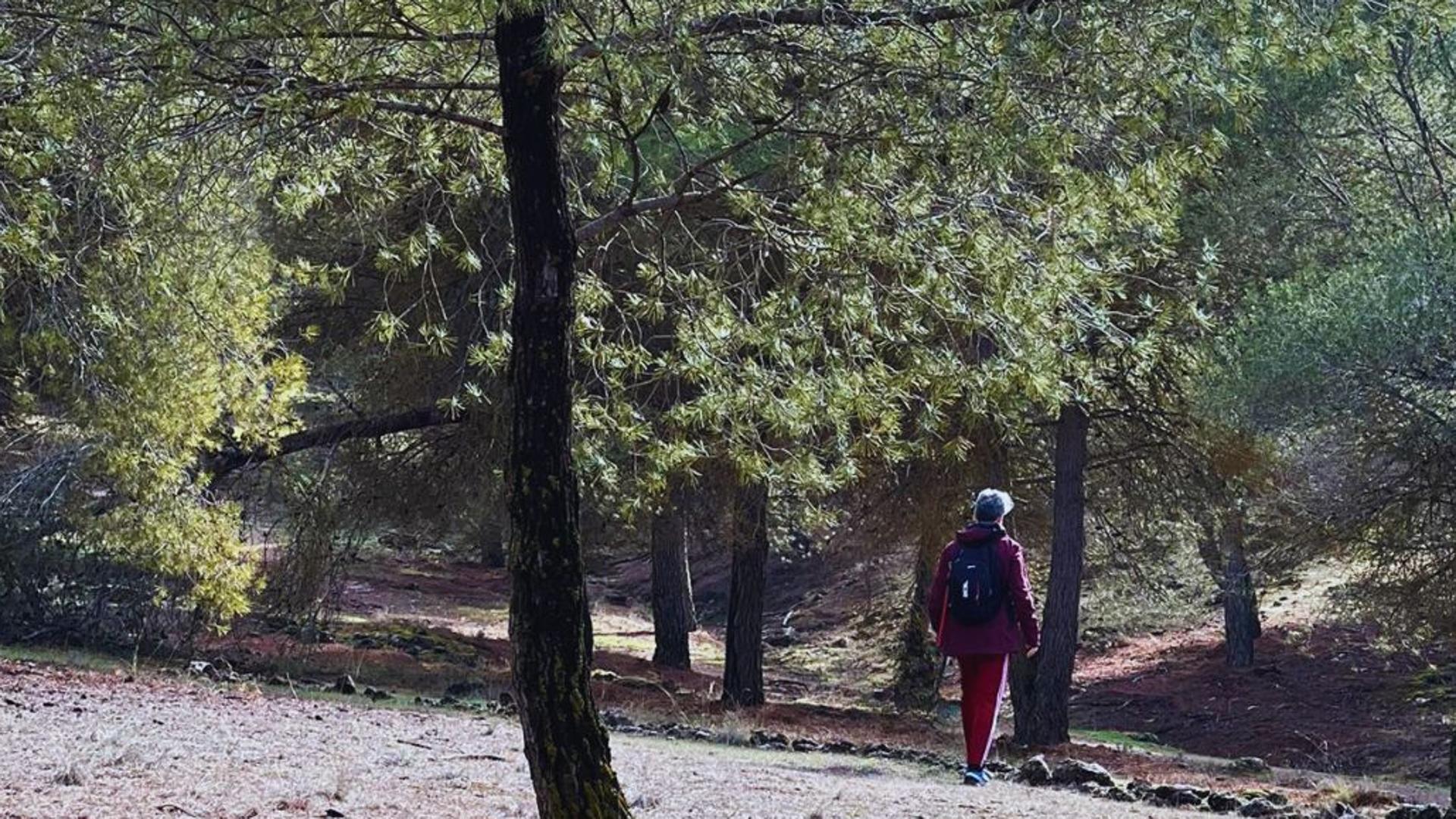 La Zubia propone 'baños de bosque' para desconectar del móvil y meditar