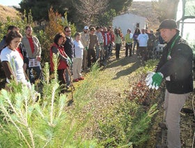 Pinos y encinas para reforestar Adecua