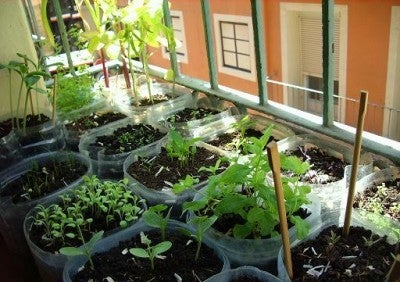Amigos del Museo organiza un taller de huertos urbanos