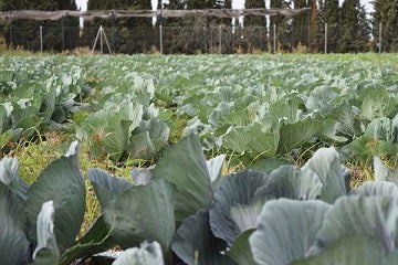 Los vecinos podrán trabajar en 20 hectáreas de tierras públicas que el Ayuntamiento pondrá a su disposición