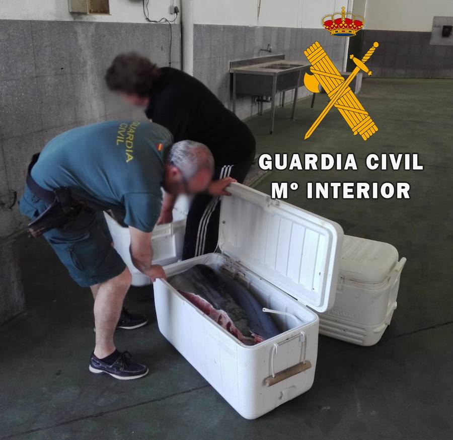 Esta especie tiene limitada actualmente su pesca, por lo que dicha actividad está prohibida si no se cuenta con la correspondiente autorización.