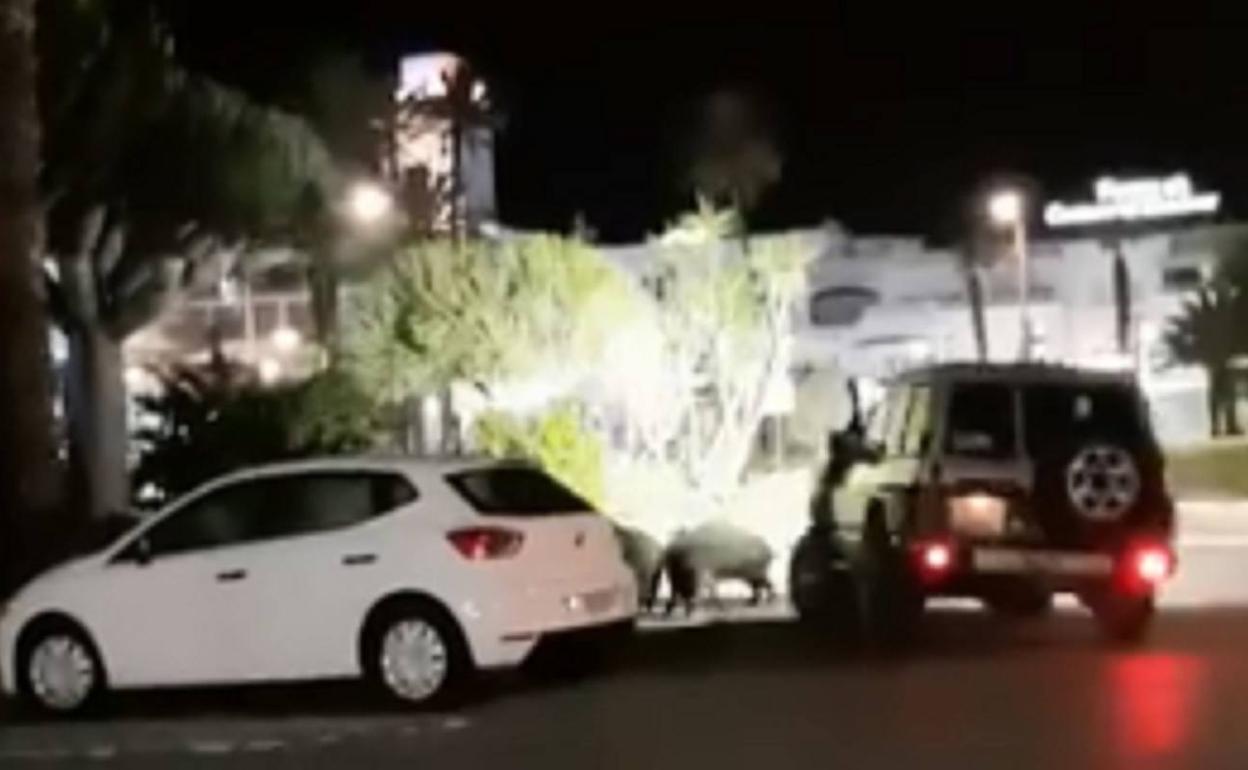 Sucesos en Almería | Investigan el atropello de varios jabalíes en las calles de Mojácar