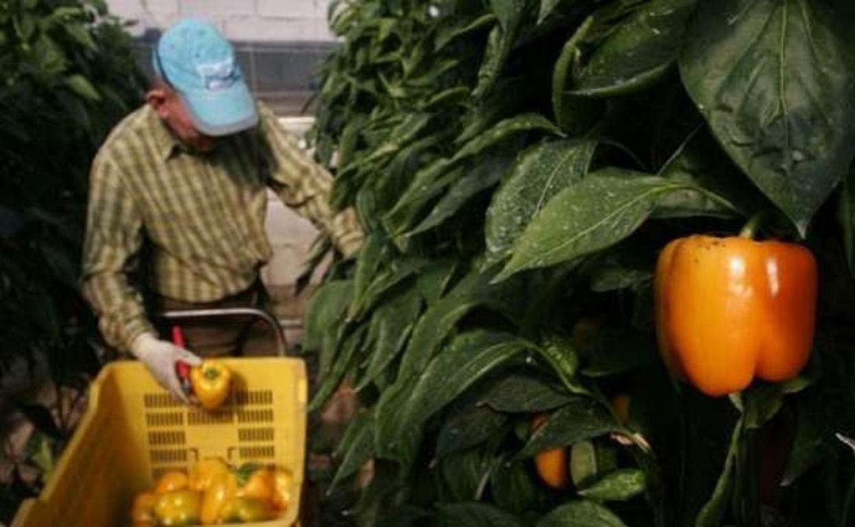 El sector agrario del Levante repartirá hortalizas gratis como protesta por los bajos precios