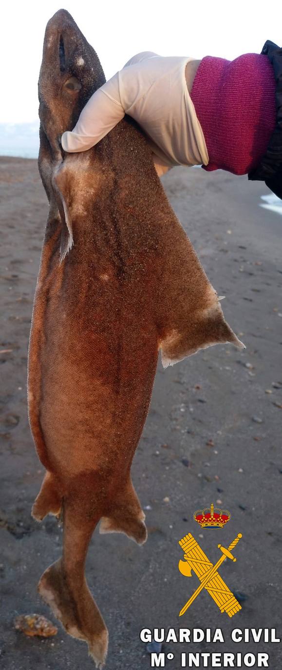 Imagen secundaria 2 - Imágenes del tiburón. 