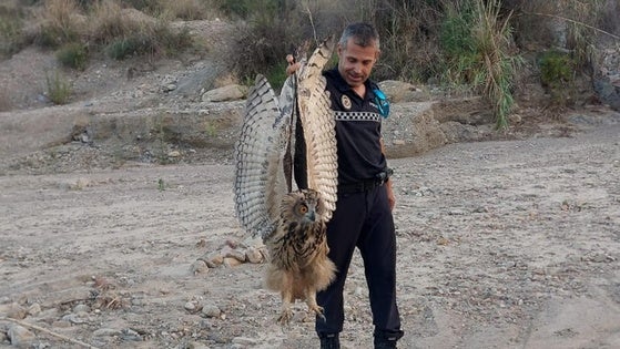 Rescatan a un búho real herido en la Rambla de Parias