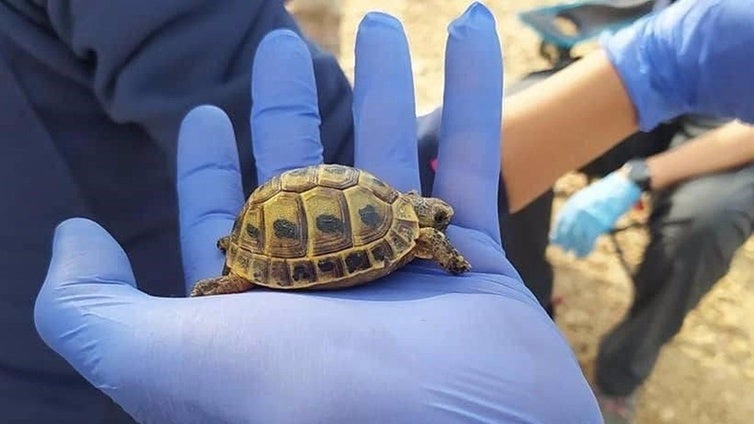 Serbal evalúa en Turre y Huércal-Overa el estado de la tortuga mora, amenazada por la pérdida del hábitat