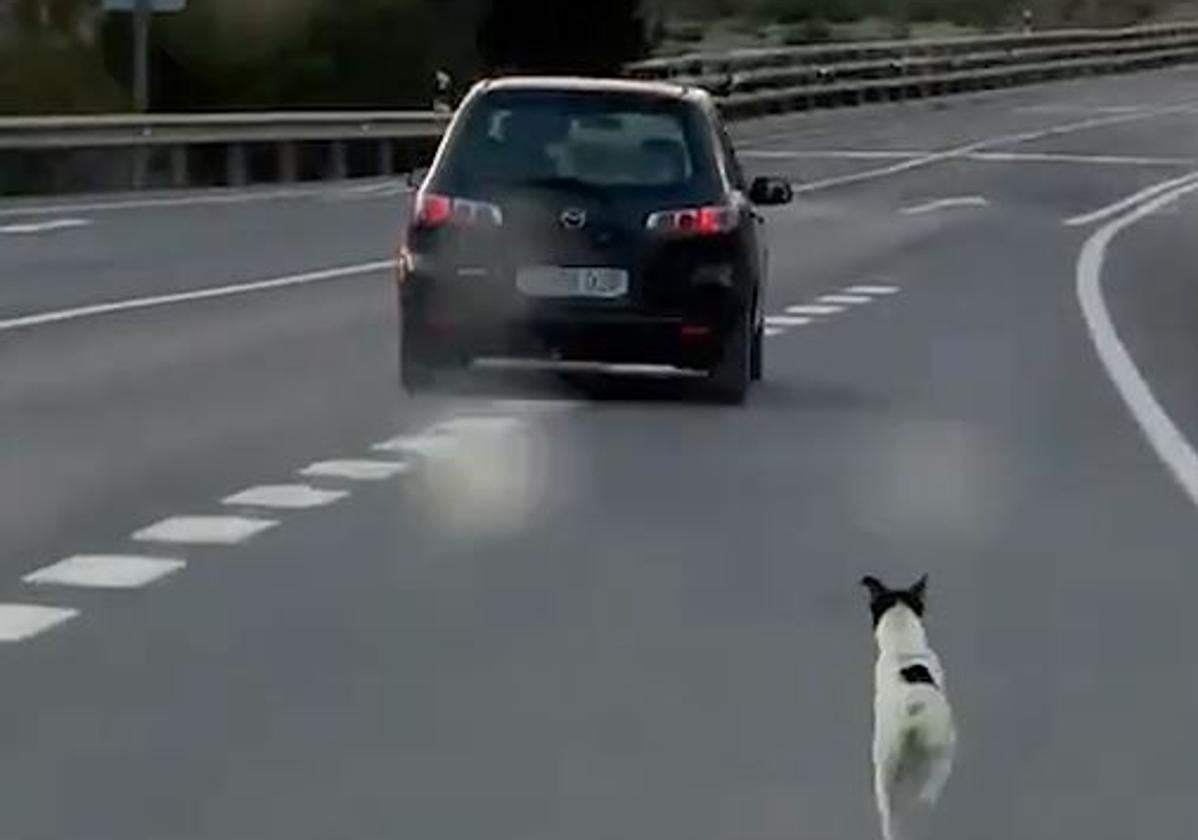 Un perro corre detrás del coche de su dueño que le acaba de abandonar en Mojácar