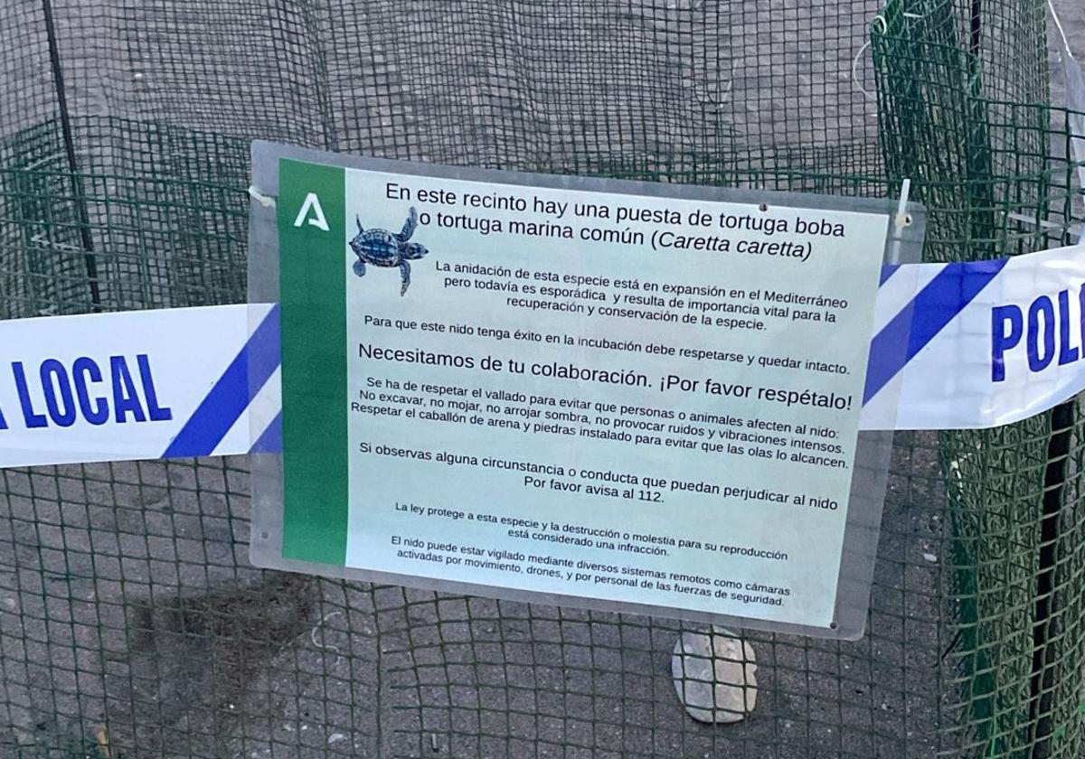 Encuentran el primer nido de tortuga boba en una playa de Mojácar