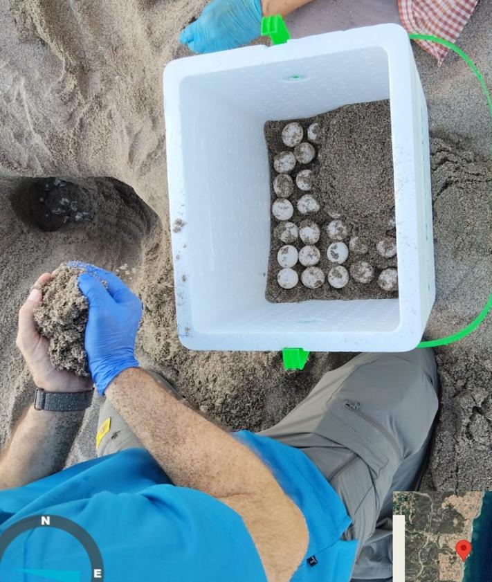 Imagen secundaria 2 - Traslado de los huevos para asegurar su eclosión en otra playa de Mojácar.