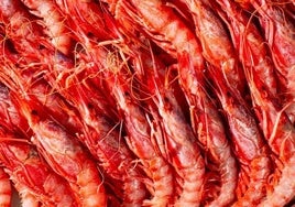 Gamba roja.