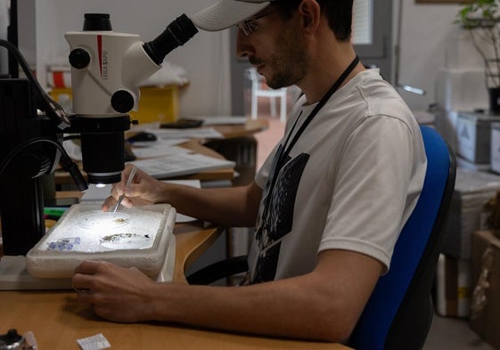 Salud detecta circulación del virus del Nilo en mosquitos en Zurgena, Pulpí y Mojácar