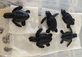 Un total de 56 tortugas bobas ha nacido del nido de la playa de la Rumina de Mojácar