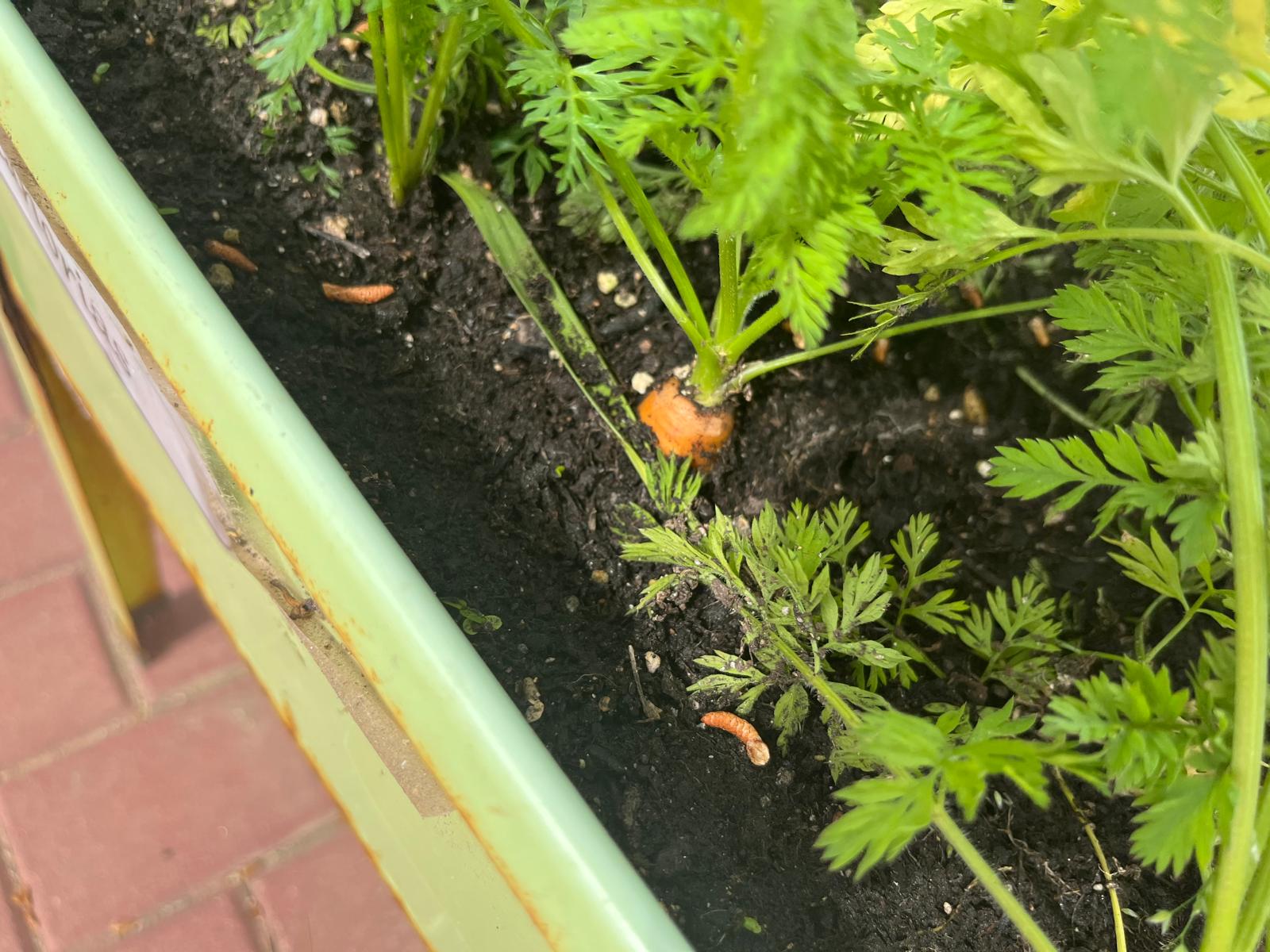 Imagen principal - El renacer verde de Cuevas del Almanzora, en manos del alumnado del Programa de Empleo y Formación