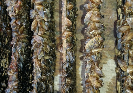 Aspecto del mejillón cebra, una especie invasora.