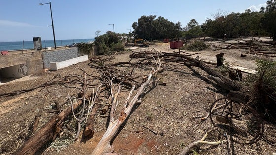Salvemos Mojácar denuncia la tala ilegal de los últimos arboles de la playa de Mojácar