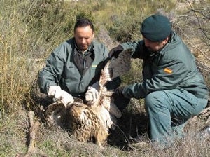 Rescatado en Lubrín un ejemplar adulto de Búho Real impedido para volar por una herida en un ala