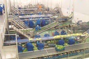 La empresa Pulpileña Primaflor es premiada por la publicación, dedicada a consumo y agroalimentación 'Qcom.es'