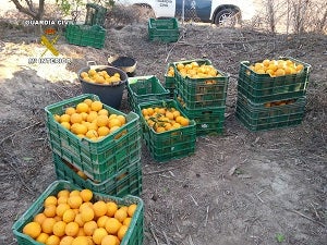 La Guardia Civil detiene in fraganti a los autores de un delito de robo de naranjas en una finca agrícola de Vera