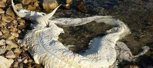 Otro extraño 'monstruo' marino como el de Villaricos aparece en una playa de Alicante