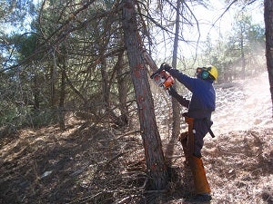 La Junta inicia los tratamientos para la mejora de la masa forestal en la sierra de Bédar, del Plan de Choque por el Empleo