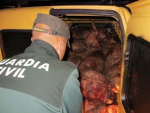Dos detenidos de 26 y 20 años por robar y matar  a diez cerdos de una explotación huercalense