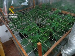 La Guardia Civil localiza una plantación “indoor” de marihuana y detiene a una persona