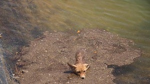 Rescatan a un zorro atrapado en una balsa en Antas