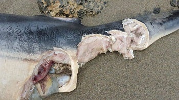 Aparece en Villaricos un delfín con mordiscos de tiburones