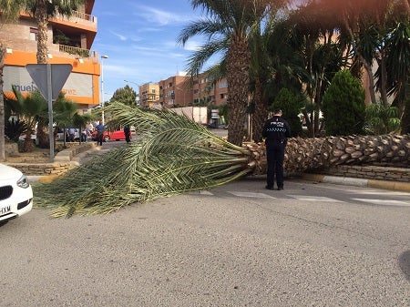 Cae una palmera en Cuevas en las cercanías del colegio y a la hora de la salida