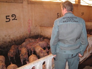La Guardia Civil investiga a los presuntos autores de un delito de maltrato animal