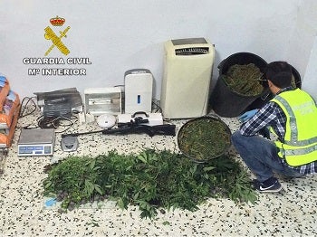 Desmantelado un cultivo con 896 plantas de marihuana y detenida una persona en Huércal-Overa