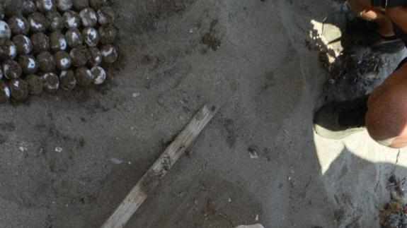 La Junta libera hoy Día Mundial de las Tortugas Marinas, 12 tortugas bobas en Terreros