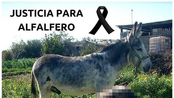 Buscan a los autores del maltrato hasta la muerte del burro Alfarero