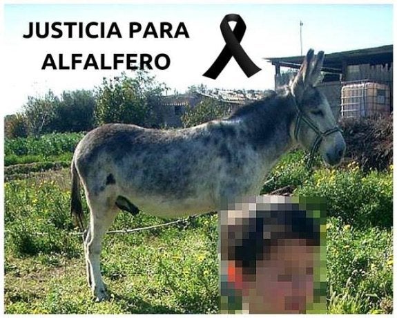 El burro 'Alfalfero' en una fotografía que difundieron sus propietarios para reclamar justicia con el animal.