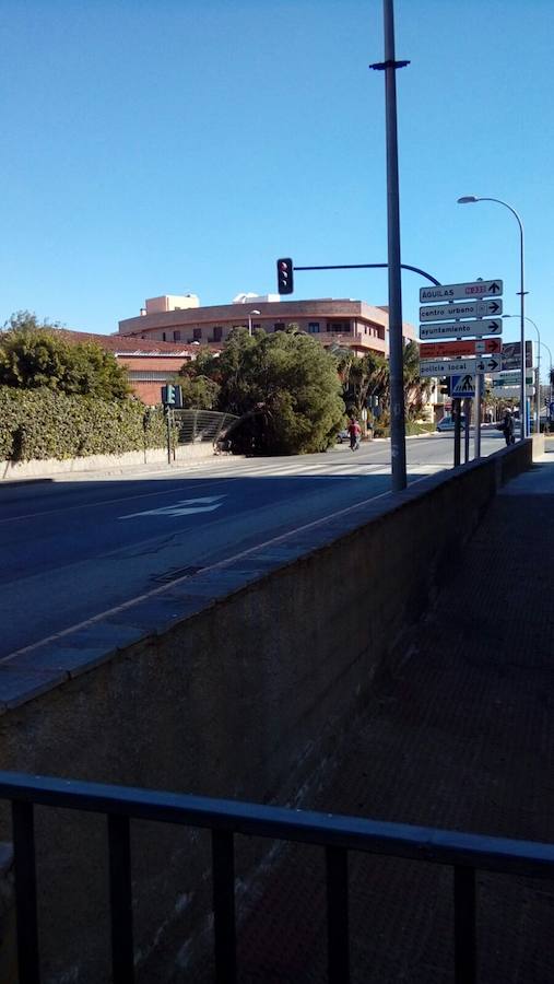 El fuerte viento vuelca un enorme árbol del instituto de Cuevas del Almanzora