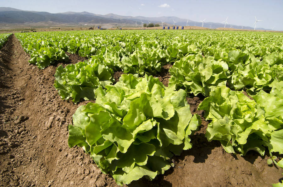 Primaflor produjo 150.000 toneladas y facturó 160 millones de euros en 2016