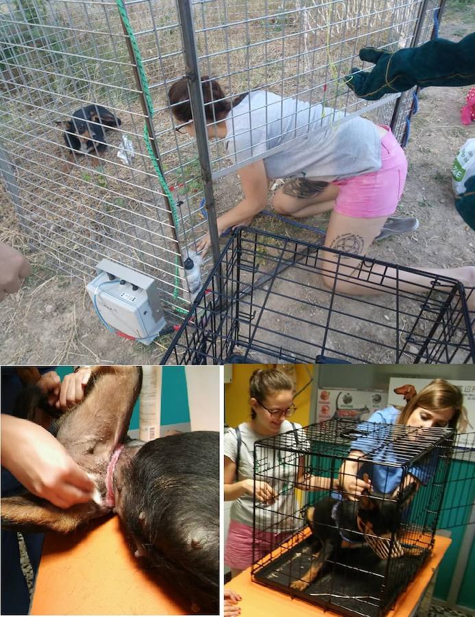 Fotos: SOS Animalicos, cuatro años al rescate de los &#039;peludos&#039; sin techo