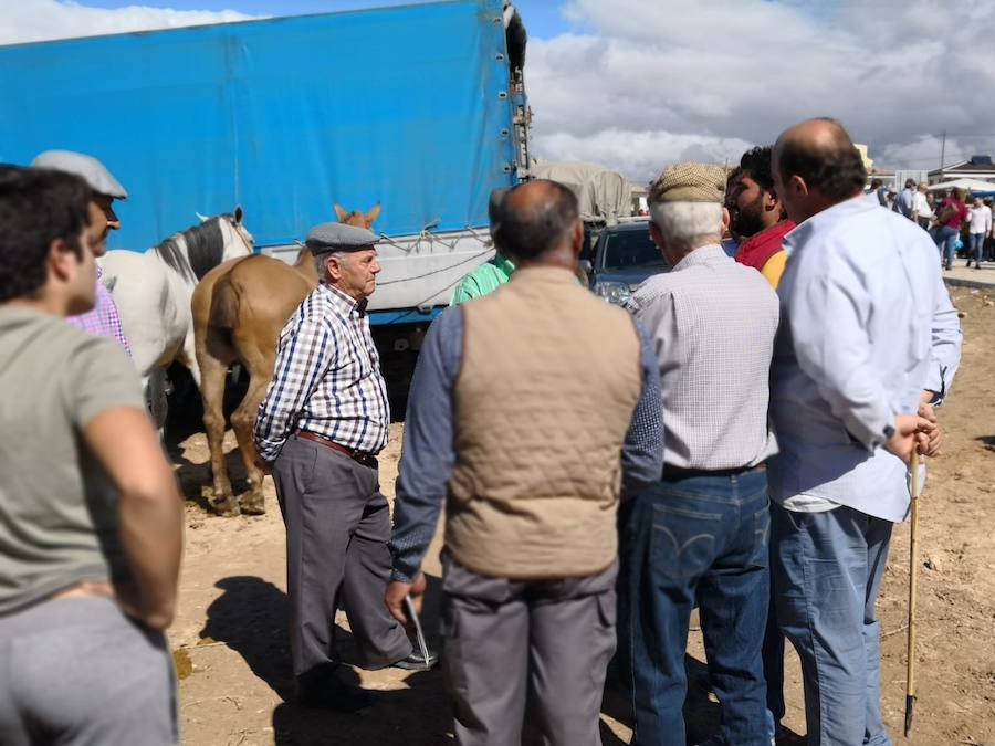 Fotos: 182 años de feria salareña