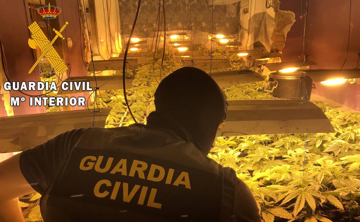 Tráfico de droga en Almería | Localizadas 114 plantas de marihuana en Roquetas en un enganche ilegal a la red eléctrica