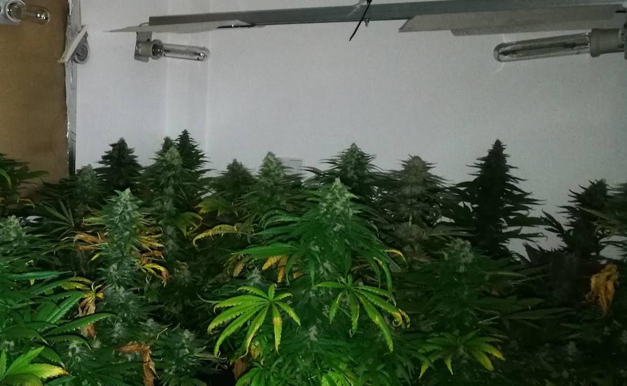 Sucesos en Almería | Un cultivo de marihuana en un piso de Vícar destapa más de 100 enganches ilegales a la red elétrica