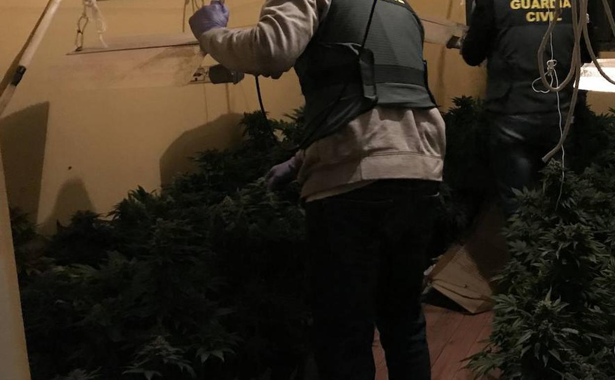 Sucesos en Almería | Detenido en Roquetas de Mar tras hallarse un cultivo de 88 plantas de marihuana en su vivienda