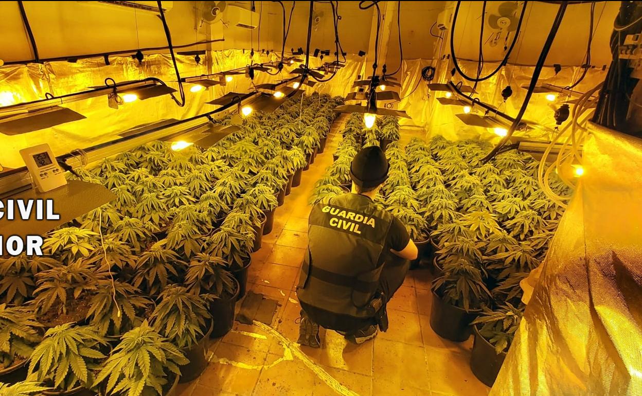 Sucesos en Almería | Desmantelan por segunda vez un cultivo de marihuana en las cercanías de un colegio en Roquetas